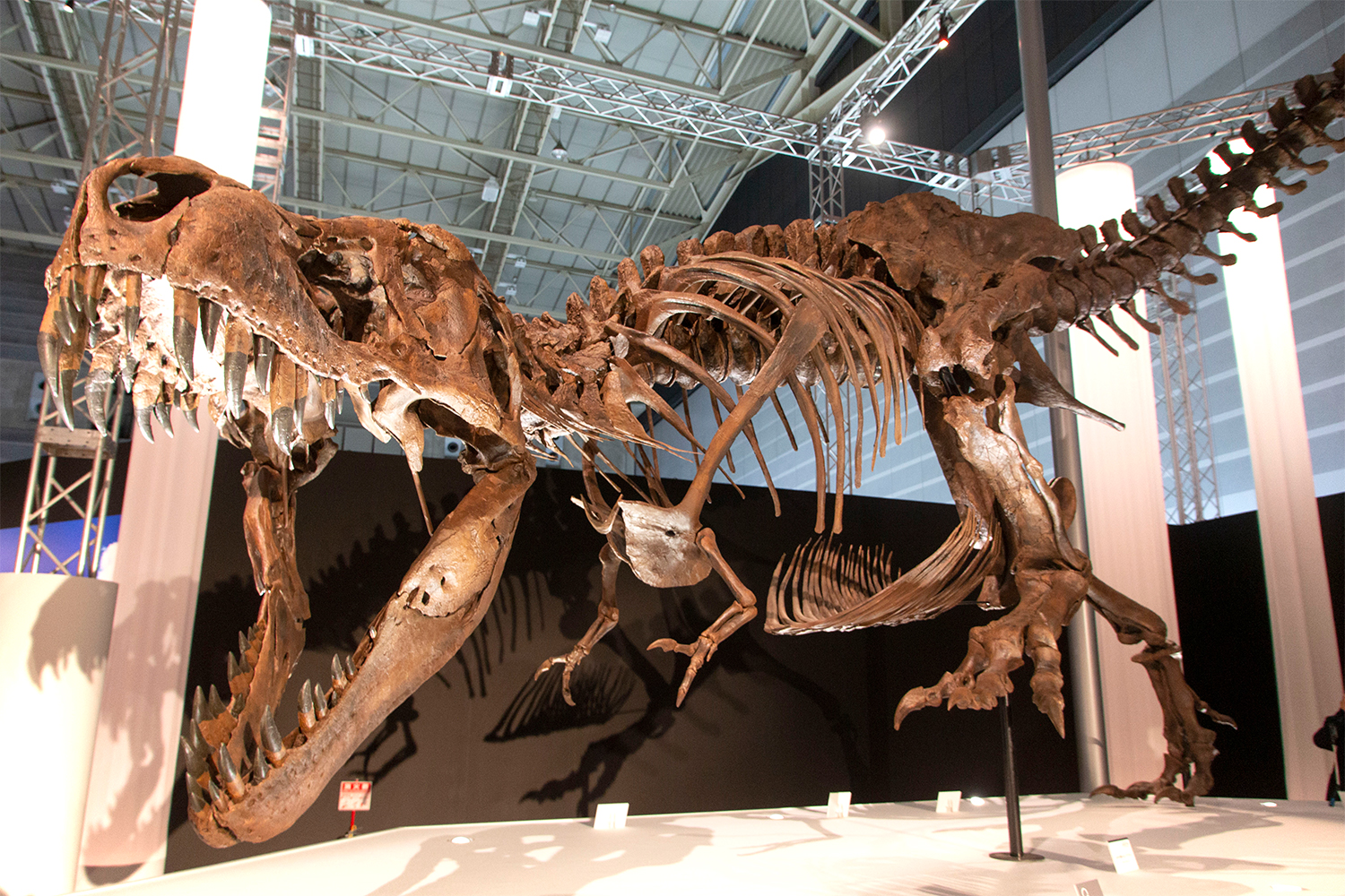 今人類が目にできる 最高のトリケラトプス の化石が上陸 Dinoscience 恐竜科学博 Be Pal