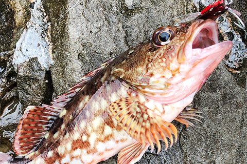 高級魚がおもしろいように釣れる！？やみつき必至の「根魚釣り」のコツ