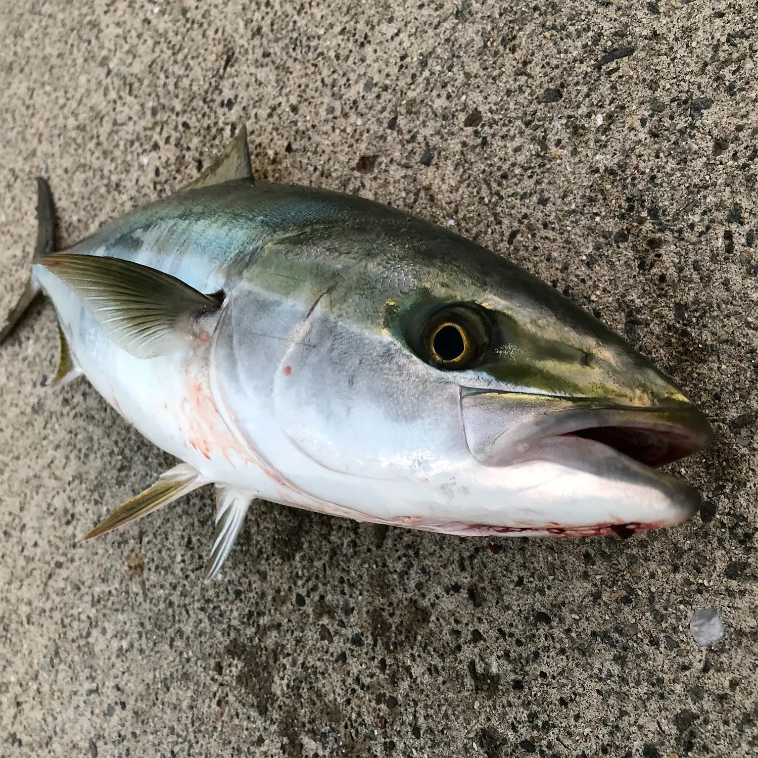 初心者は秋に挑戦しよう 釣って楽しい 食べて美味しい青物釣りのコツをわかりやすく解説 Be Pal