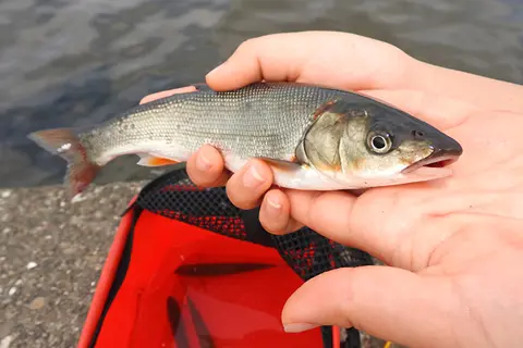 意外なアレで釣れた コンビニで買える食材５つが釣り餌になるか実際に試してみた結果 海 川 カヌー 釣り Be Pal キャンプ アウトドア 自然派生活の情報源ビーパル