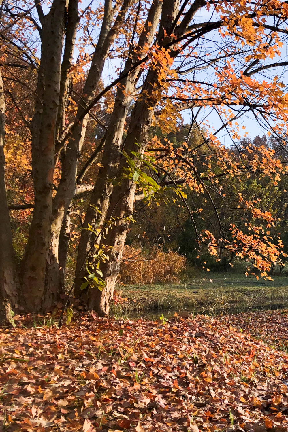 なぜ秋の葉は 赤 や 黄色 になるの 落ち葉を拾ったら 紅葉アート を楽しもう 子育て Be Pal キャンプ アウトドア 自然派生活の情報源ビーパル