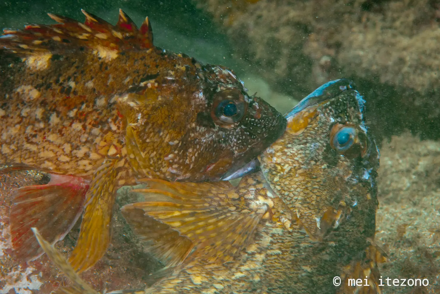 冬はカサゴの繁殖期 海 川 カヌー 釣り Be Pal キャンプ アウトドア 自然派生活の情報源ビーパル