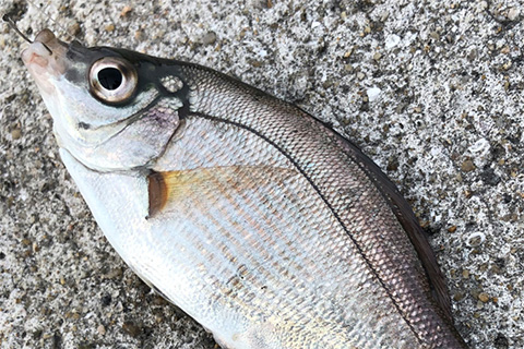 入門用のセット竿で楽しむウミタナゴ狙いのウキ釣り【魚別釣り方