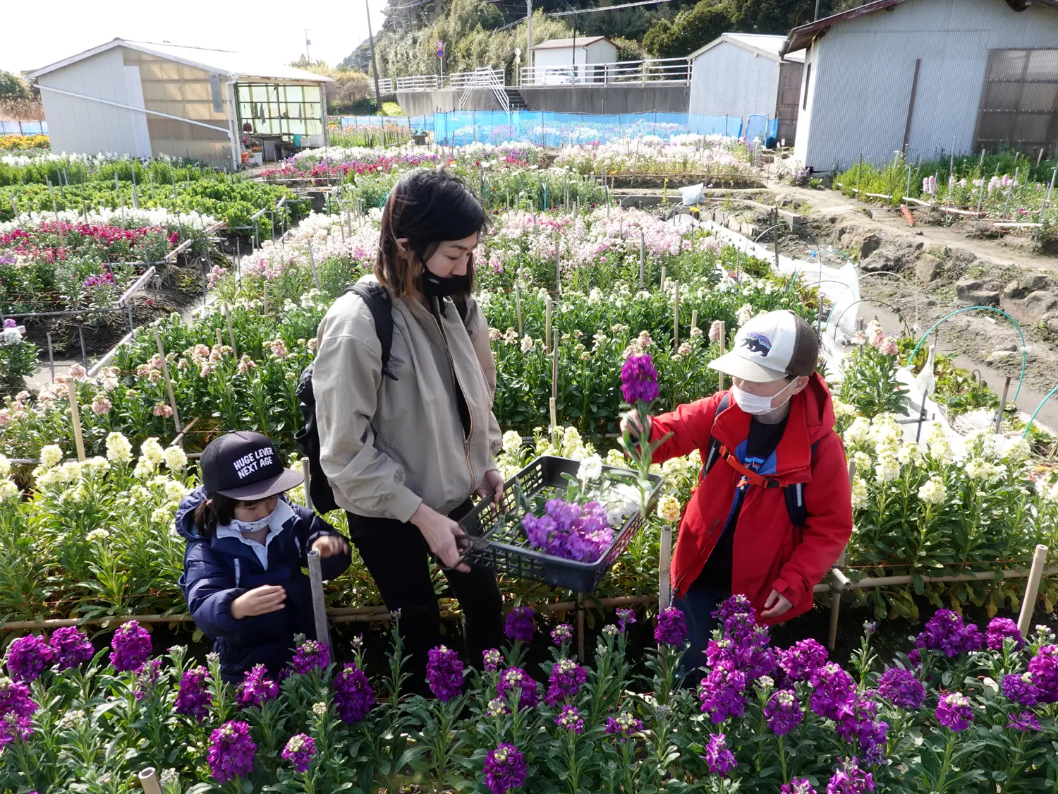 海沿いを散歩して南房総 千倉町の 白間津のお花畑 に春の花を摘みに行こう 日本の旅 Be Pal キャンプ アウトドア 自然派生活の 情報源ビーパル