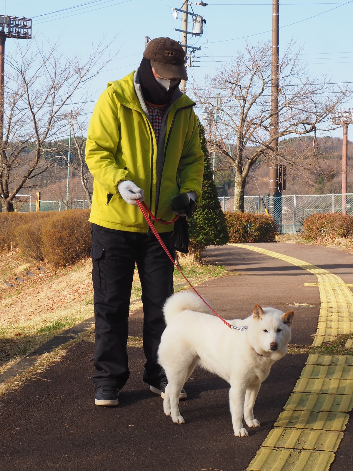 日本犬とおじさん