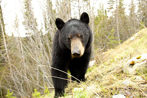 クマに会ったらどうするか？ 5月になるとクマが現れるユーコンの春