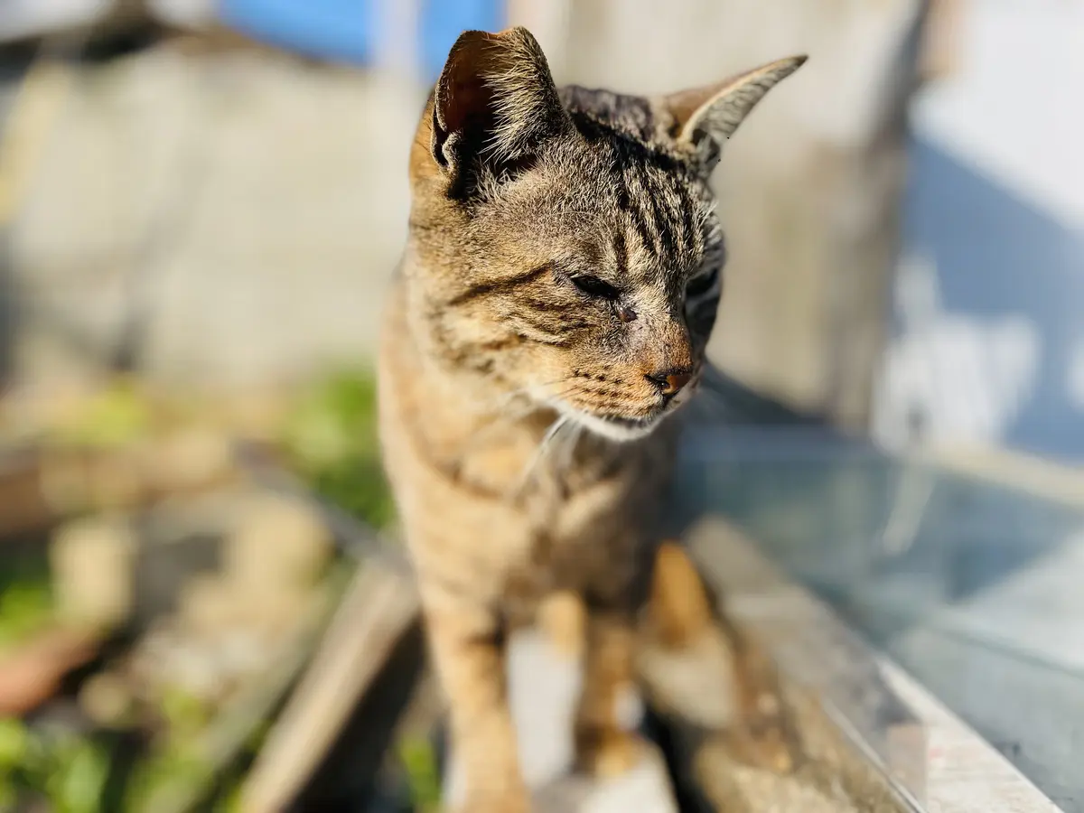 世界屈指の猫の島 相島 を家族で散策 福岡から船で分 日本の旅 Be Pal キャンプ アウトドア 自然派生活の情報源ビーパル