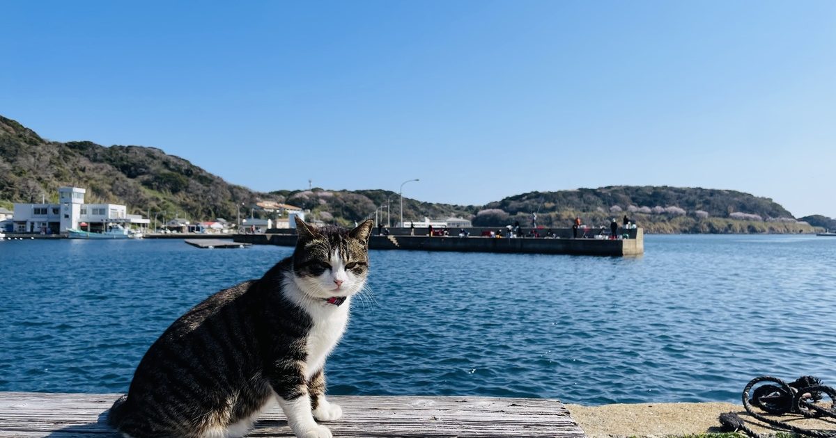 世界屈指の猫の島 相島 を家族で散策 福岡から船で分 日本の旅 Be Pal キャンプ アウトドア 自然派生活の情報源ビーパル