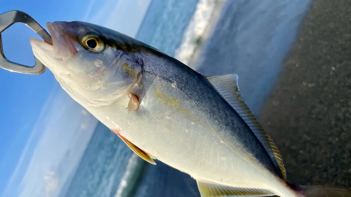 サーフフィッシングをやってみよう！色々な魚が釣れて楽しめる、釣りの