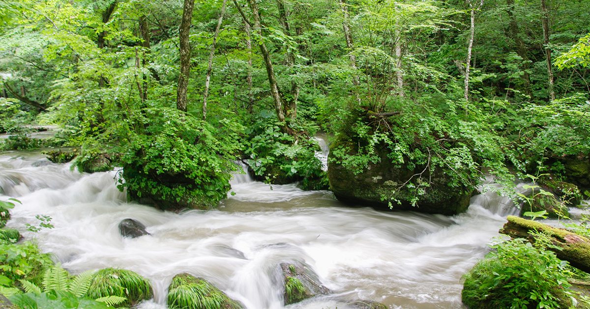 夏はサイクリングが気持ち良い！苔むす森に癒される奥入瀬渓流の遊び方 | 自然観察・昆虫 【BE-PAL】キャンプ、アウトドア、自然派生活の情報源ビーパル