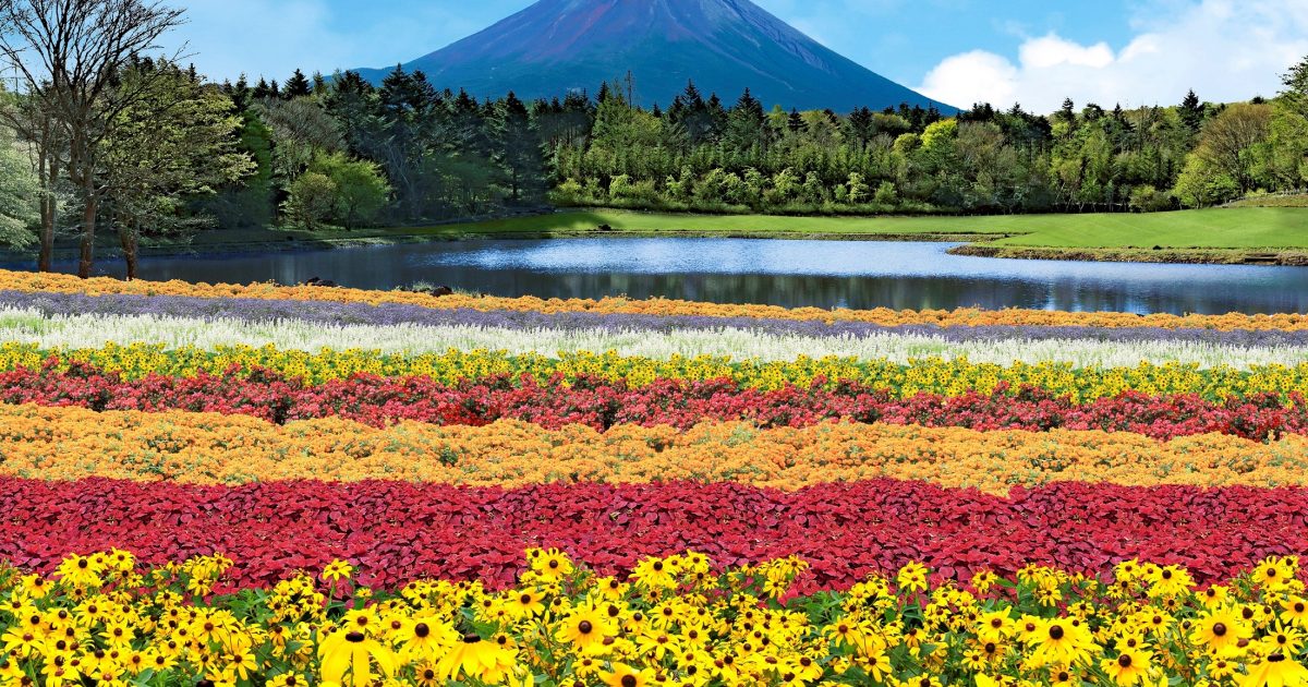 絶景イベント「虹の花まつり」が見逃せない！富士山とカラフルな花畑の