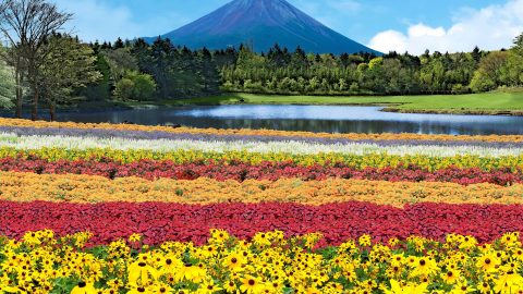 絶景イベント「虹の花まつり」が見逃せない！富士山とカラフルな花畑の共演にグルメも堪能！