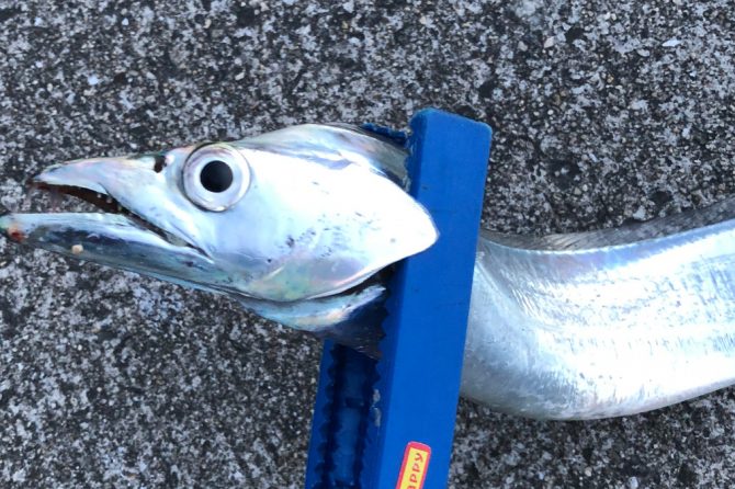 まだ釣れていない人は「ワインド釣法」を試そう！タチウオをワインドルアーで釣るコツ