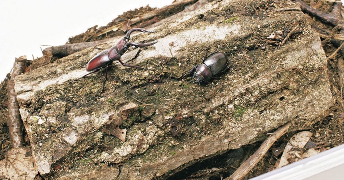 クワガタの種類別寿命一覧と長く飼うためのコツを教えます！ | 自然観察・昆虫 【BE-PAL】キャンプ、アウトドア、自然派生活の情報源ビーパル