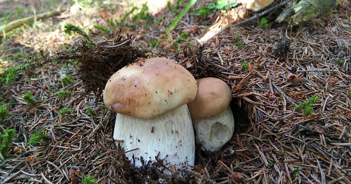 配送 【北海道 道北産】天然 落葉きのこ！