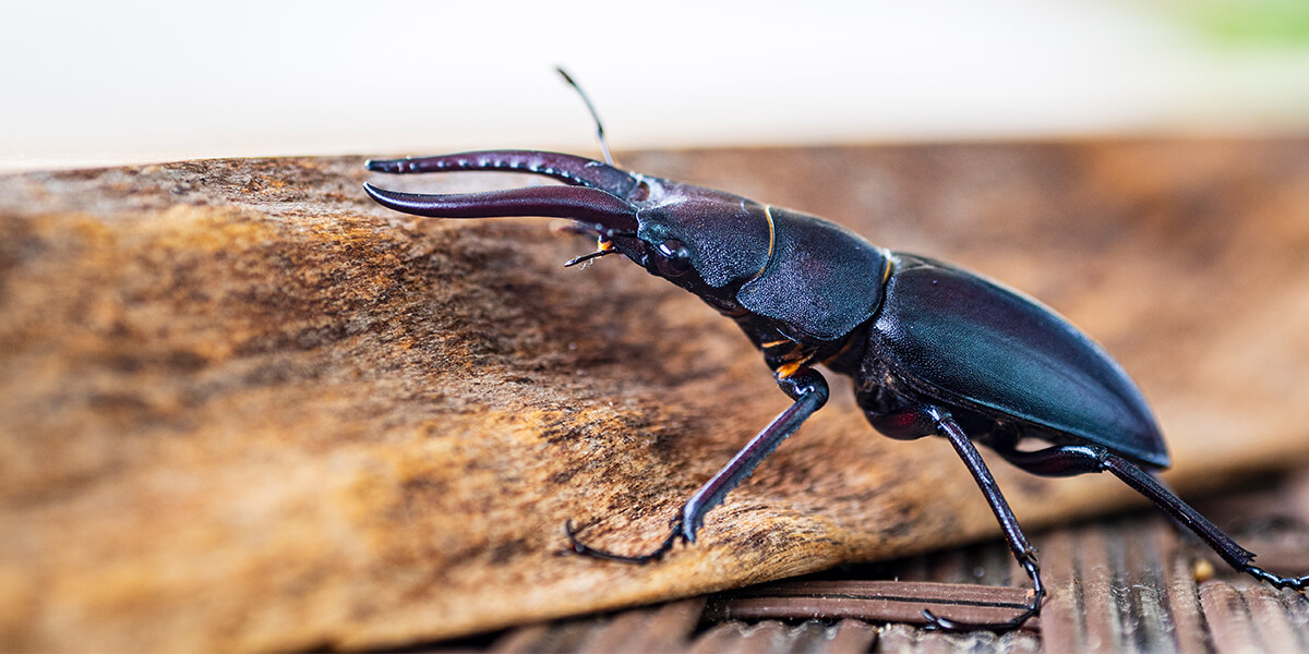 クワガタの種類別寿命一覧と長く飼うためのコツを教えます！