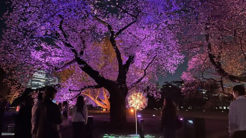 桜×デジタルアートの融合！サスティナブルな夜桜イベント「NAKED桜の新宿御苑2023」全貌紹介