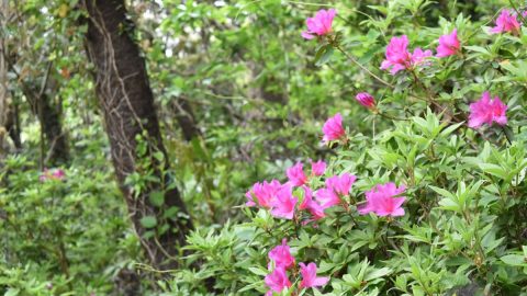 山も海もある！はやま三ヶ岡山緑地のお手軽ハイキングコースをご案内