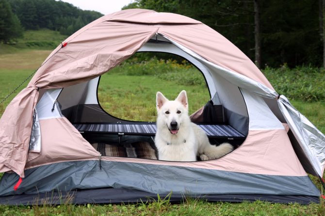 「愛犬とデュオキャンプ」の魅力とは？棚田キャンプ場レポも必見【災害救助犬コアと家族の日記 Vol.5】