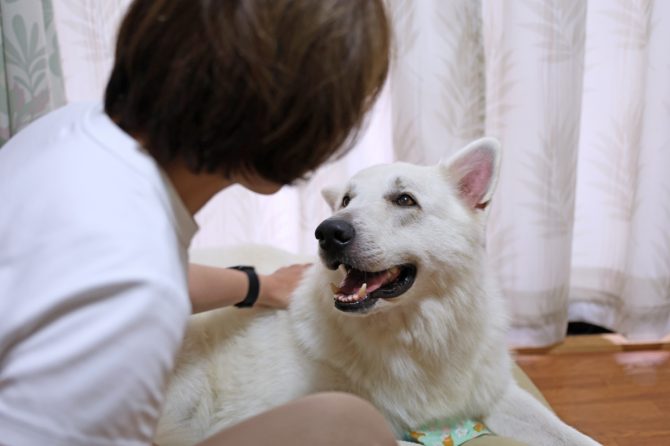 愛犬の身体を整えよう！「犬の整体」を体験してみた【災害救助犬コアと家族の日記 Vol.6】