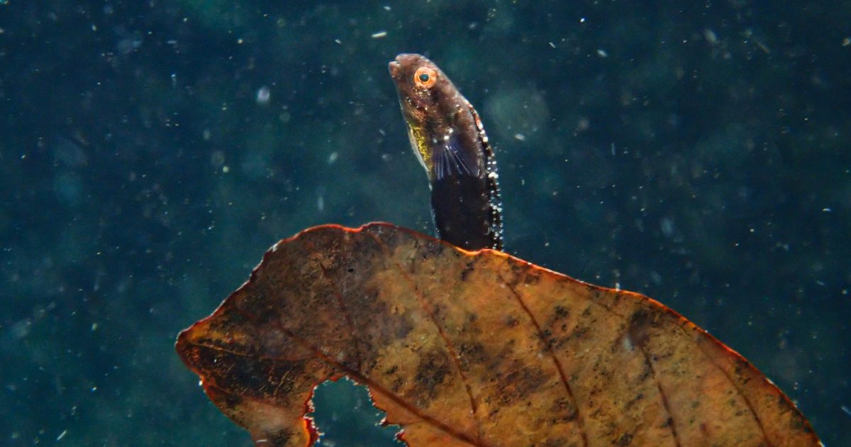 水中写真でご覧あれ！ 落ち葉と同化する海の生き物たちの姿