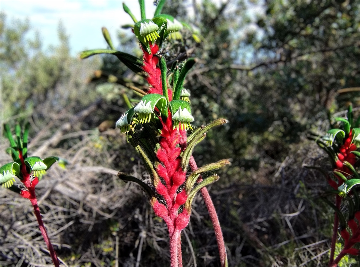 このちょっと魔訶不思議で鮮やかな花は「カンガルーポー」という西オーストラリア州の州花。「ポー（paw）」というのは「（かぎつめのある四つ足の動物の）足」といった意味。確かにカンガルーの前足に似ています。