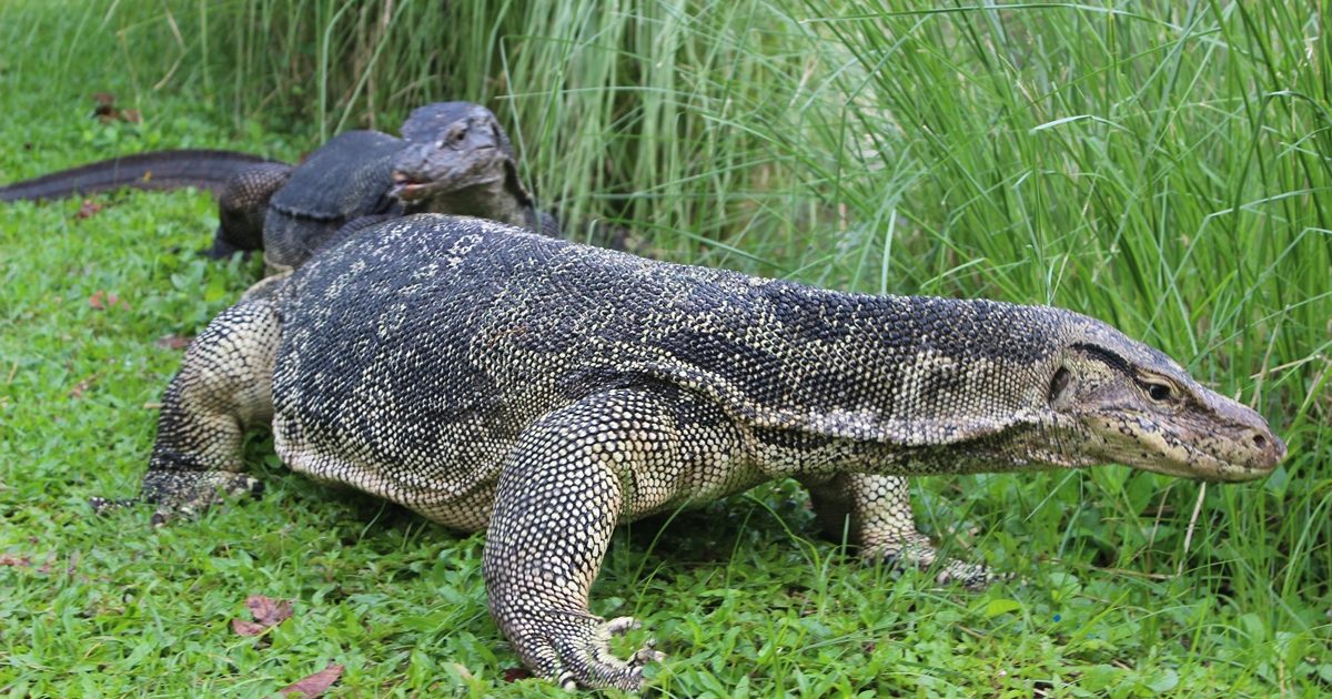 大トカゲにも遭遇！タイの首都・バンコクにある“野生の王国”的な公園を紹介します