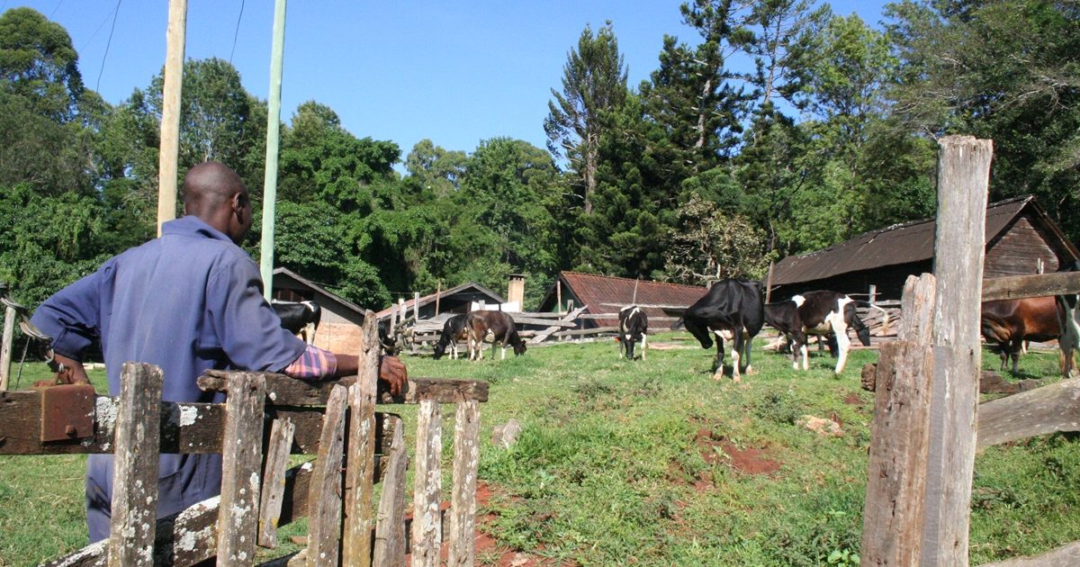 アフリカ・タンザニアにスイスと呼ばれる街があった！一味違った牛の乳しぼり体験旅行 | 海外の旅  【BE-PAL】キャンプ、アウトドア、自然派生活の情報源ビーパル