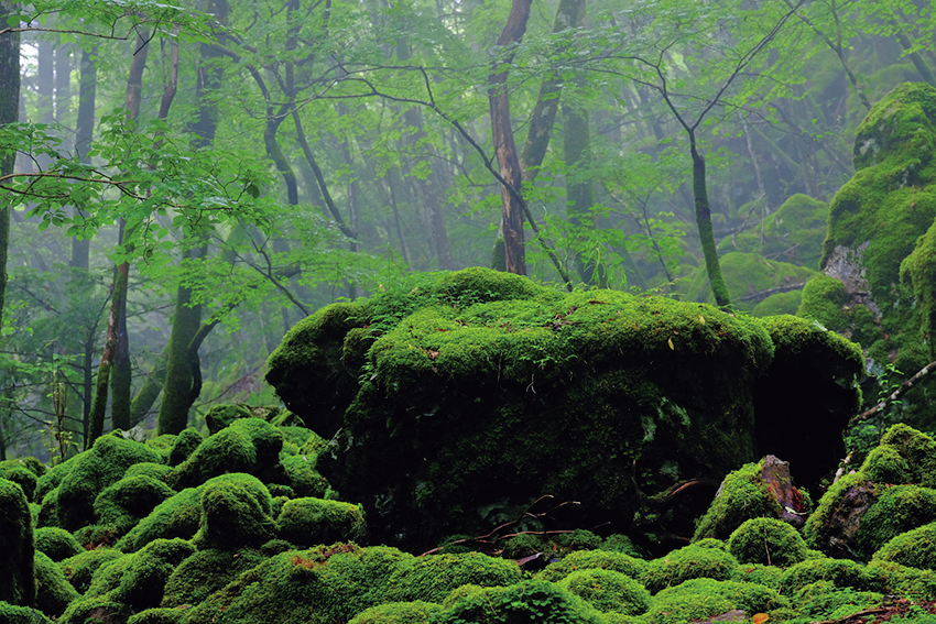 山犬嶽（997m）