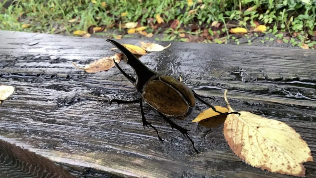 木の上に乗るカブトムシ