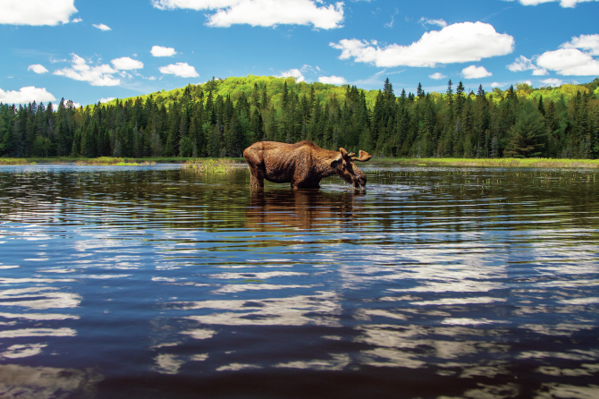 巨大ムースを激撮！カヌー旅で出合ったカナダ・オンタリオ州の自然美