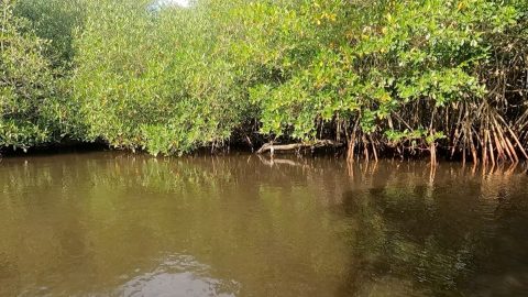 メキシコでリアルなジャングルクルーズを体験して出会えた動物は…!?