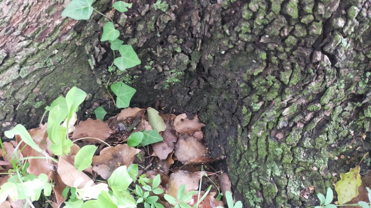 木の根元部分。