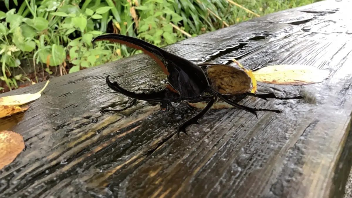 木の上に乗るカブトムシ