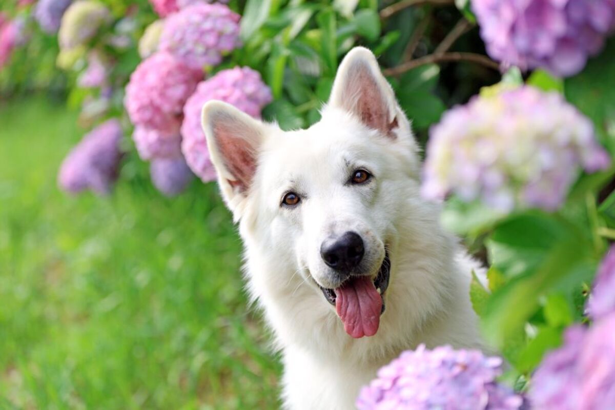 プロに教えてもらいました！アウトドアで愛犬を撮影するコツとは【災害救助犬コアと家族の日記 Vol.17】