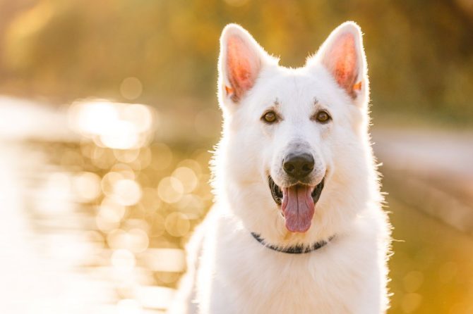 プロに教えてもらいました！アウトドアで愛犬を撮影するコツとは【災害救助犬コアと家族の日記 Vol.17】