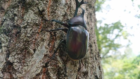 カブトムシ取りはキャンプ場でも見つかる!? 時期や見つける方法、捕まえ方も紹介