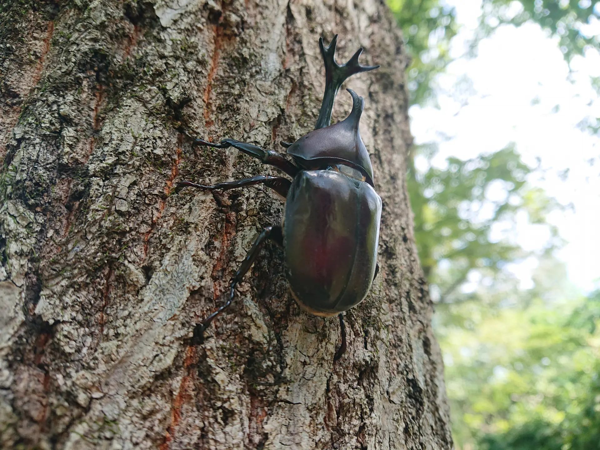 木にとまるカブトムシ