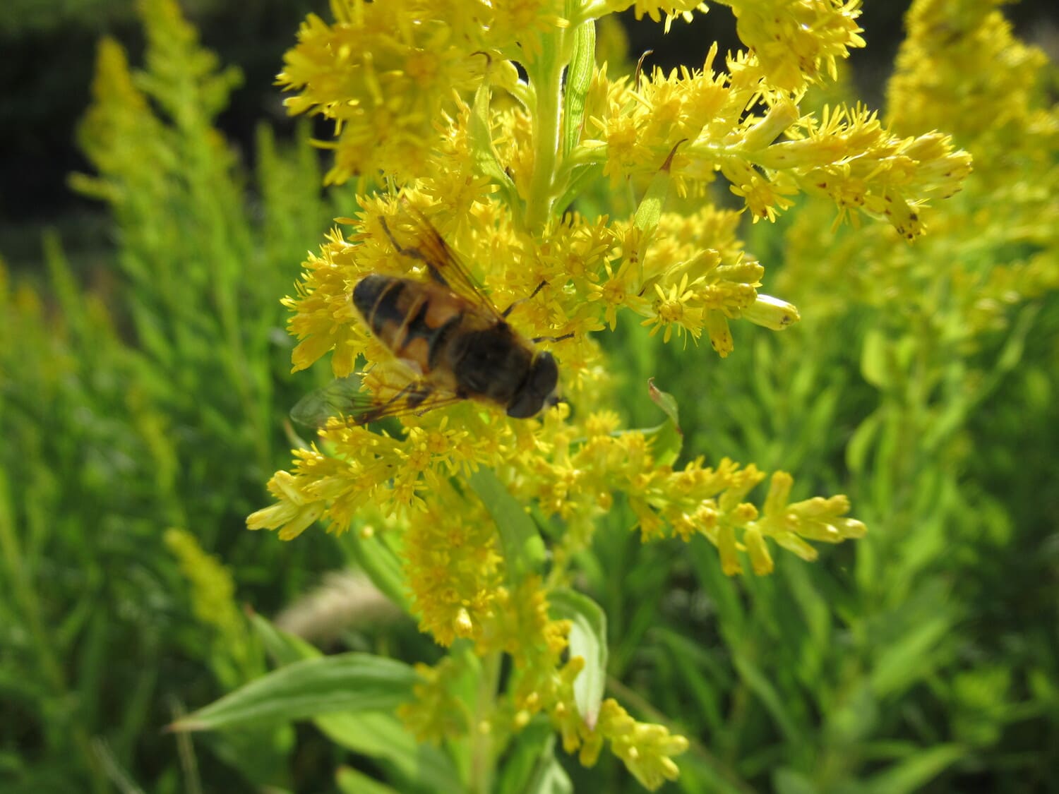 セイタカアワダチソウの蜜を吸うハチ