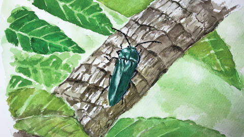 虫の絵の描き方、おもしろ樹木探し…すぐ始められる自然観察の楽しみ方3選