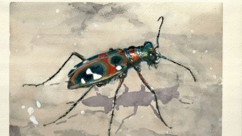 昆虫スケッチの楽しみ。なぜ私はチョウやハンミョウの絵を描くようになったのか？