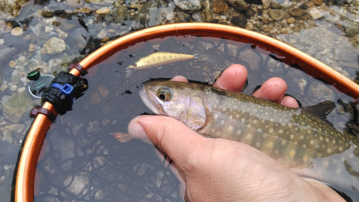 D－コンタクトで釣れたイワナ。