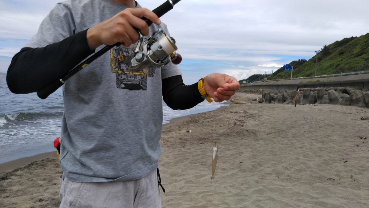 釣りあげたシロギス