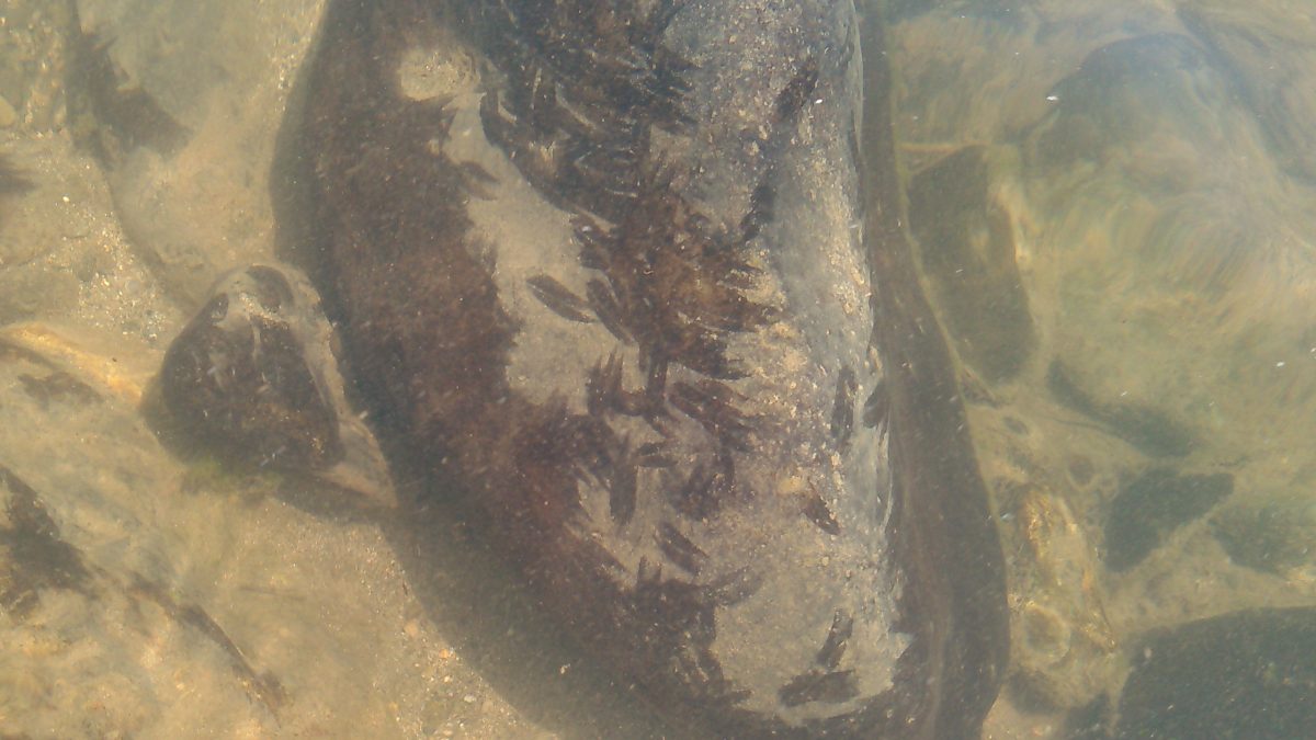 鮎が川の石に残した「食み跡」