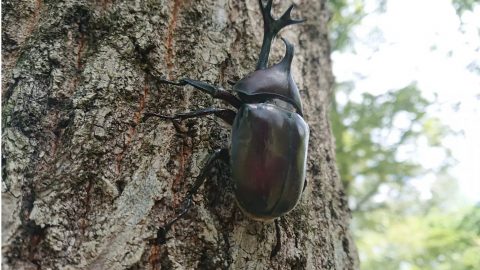 カブトムシ採集のイロハを徹底解説！関東のおすすめスポットも紹介