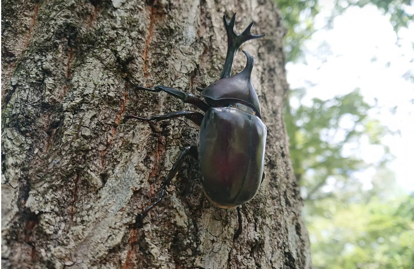 カブトムシ採集のイロハを徹底解説！関東のおすすめスポットも紹介