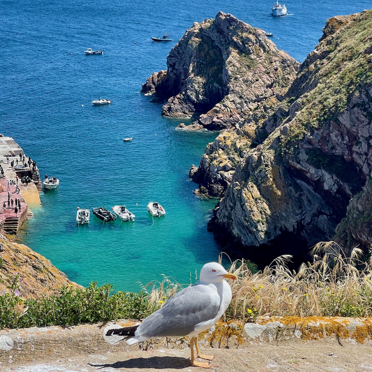 berlengas