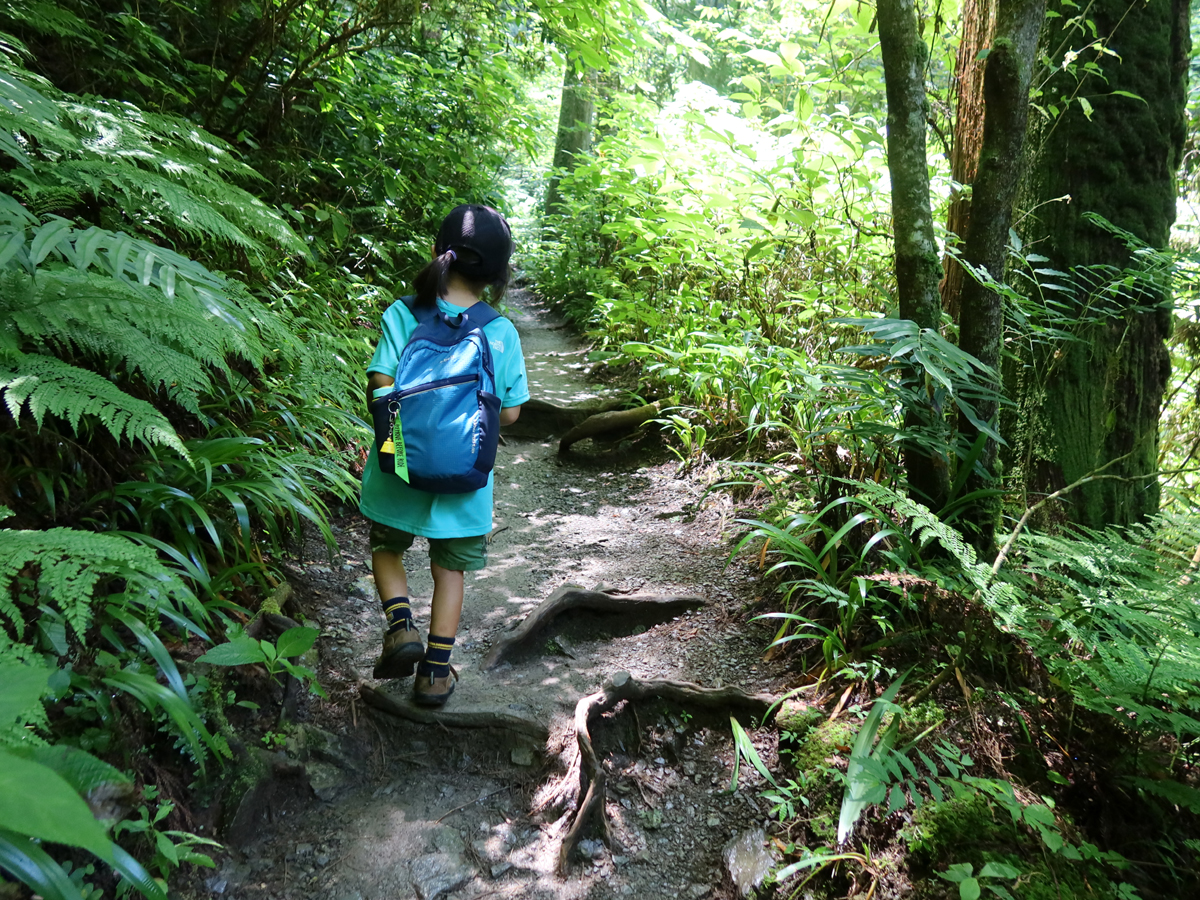 夏の高尾山の山道