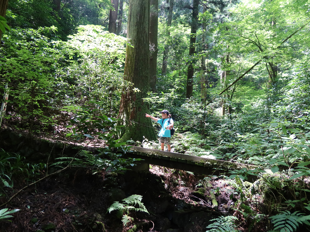 つり橋を歩く子供