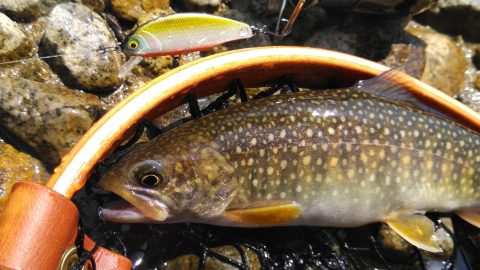 簡単に渓流魚を誘い出す渓流ルアー「D‐インサイト」の魅力を解説！